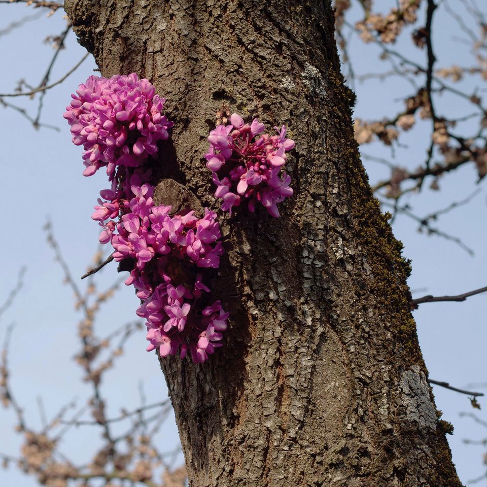 Notes on 'Meeting with a Judas Tree'
